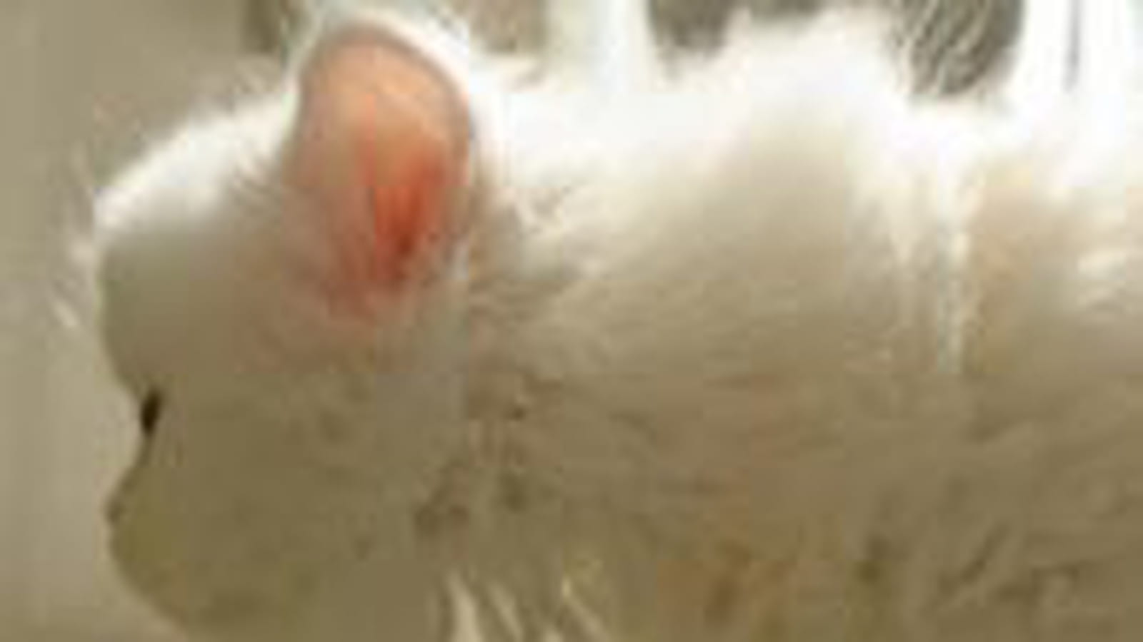 Boule de poils