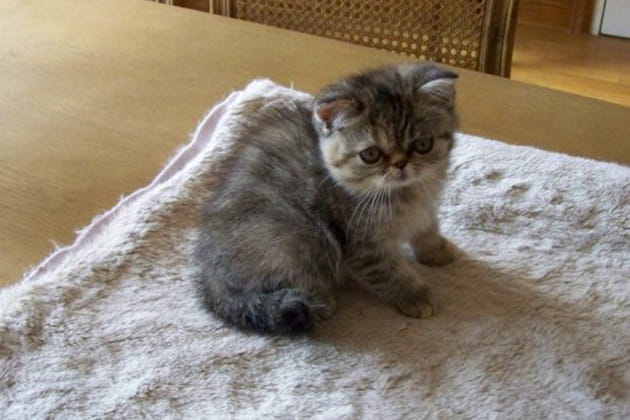 Timide Deedee&nbsp;?