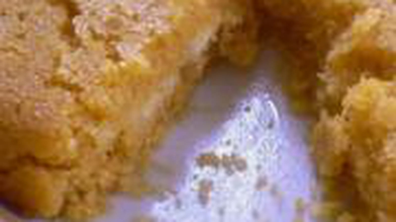 Gâteau de polenta à la fleur d'oranger