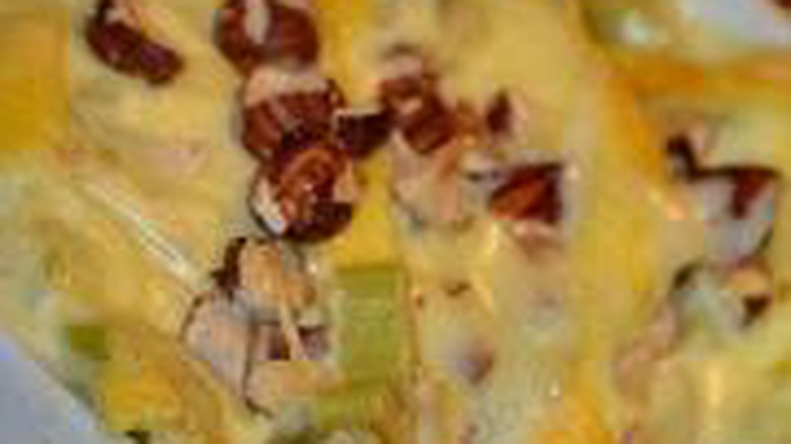 Cocotte poireaux et reblochon