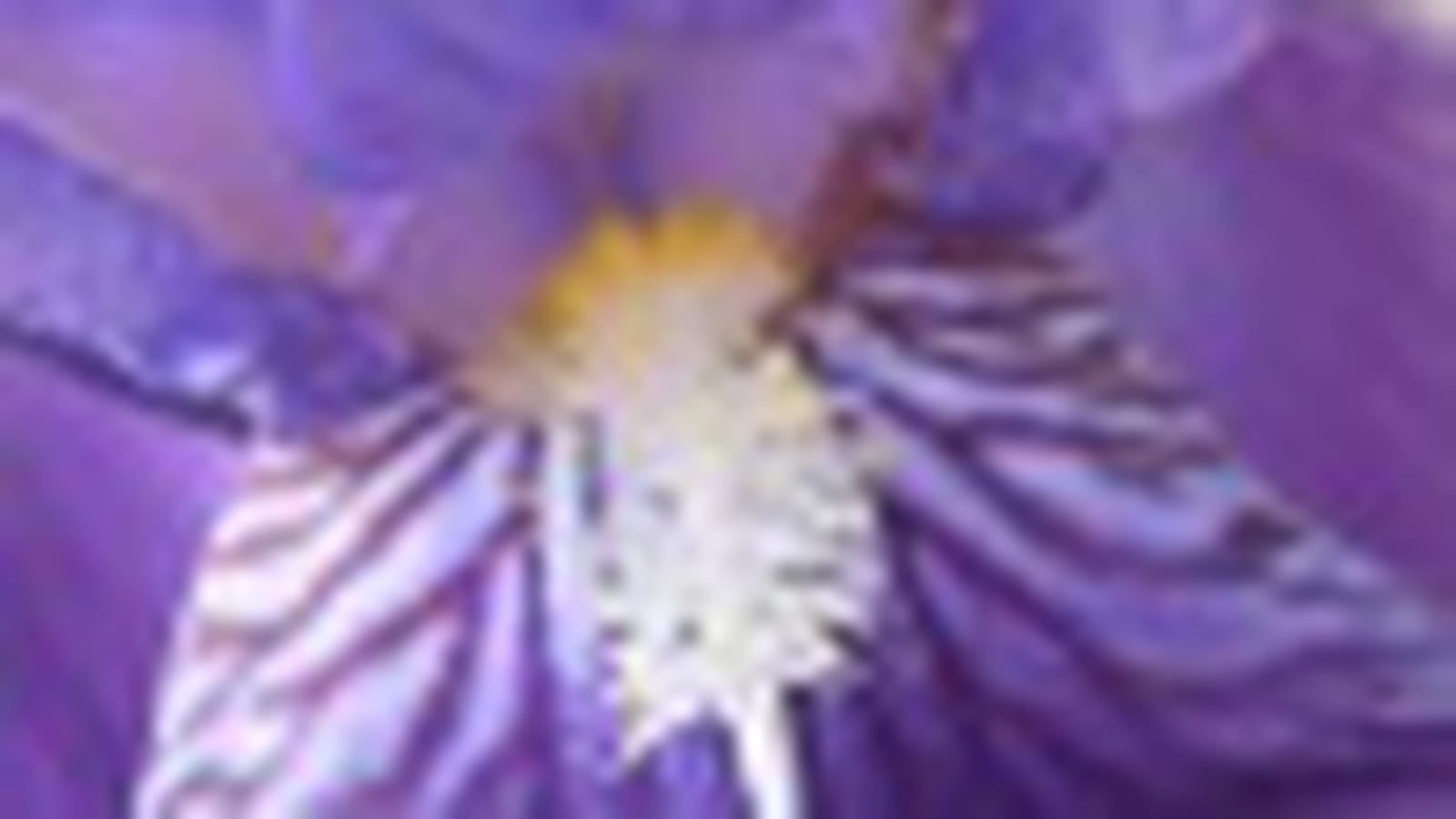 Iris sensuel