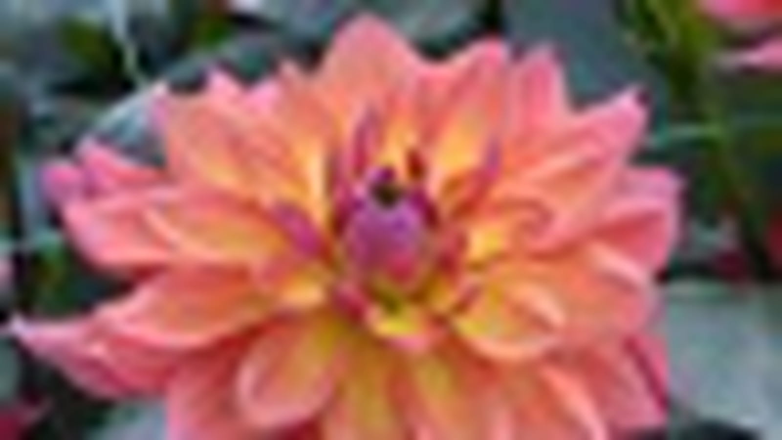 Dahlia 'Tricolor'