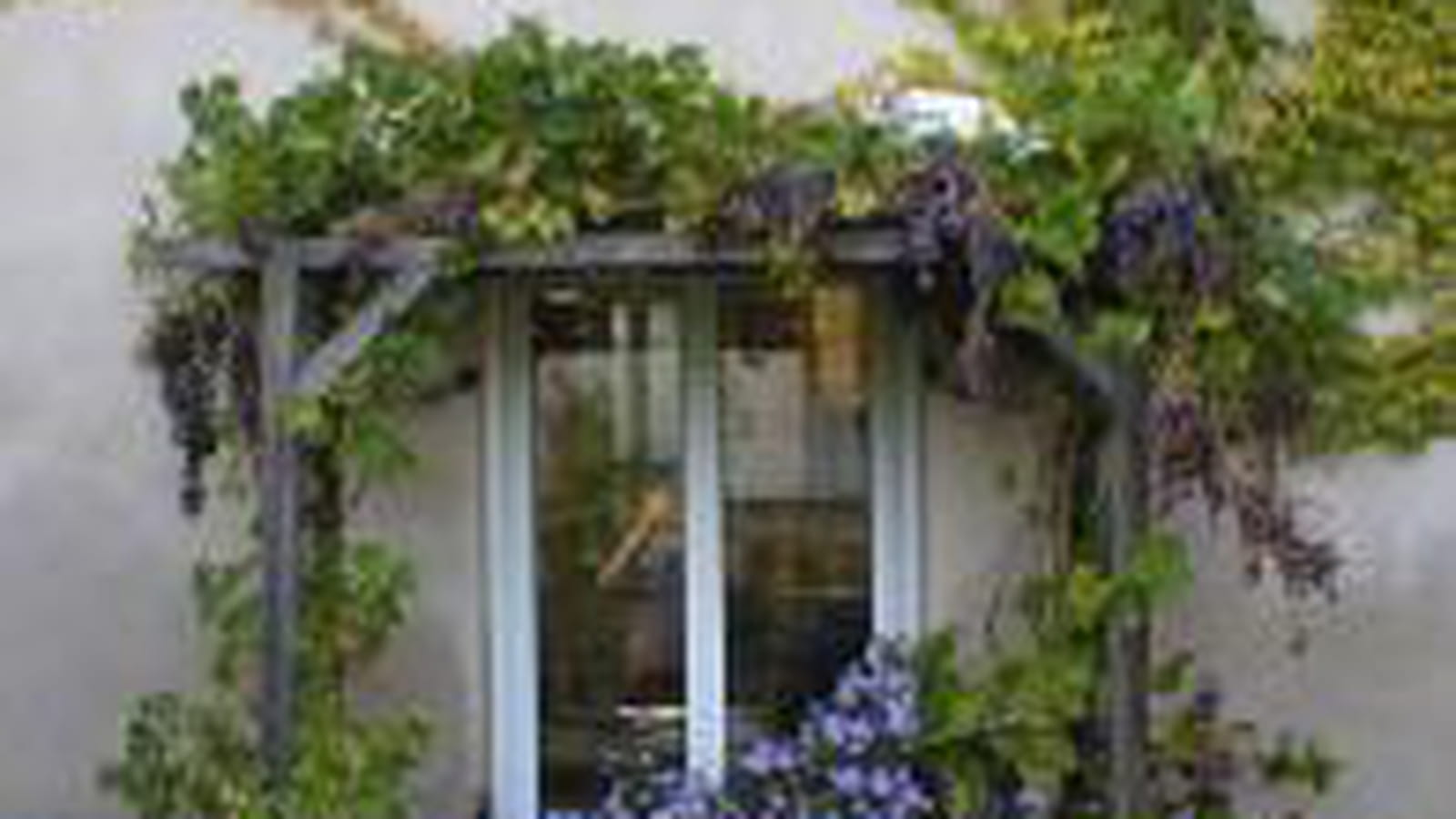 Vigne et vigne vierge
