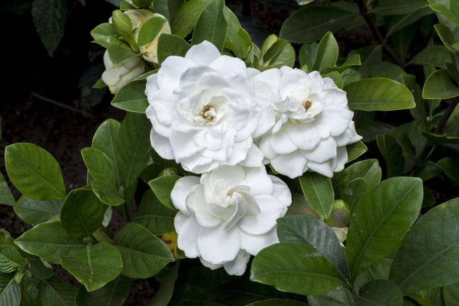 Gardénia