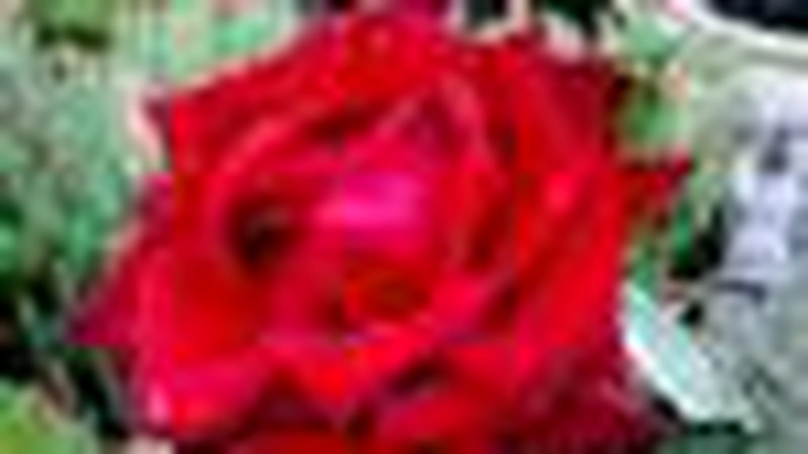 Black Baccara