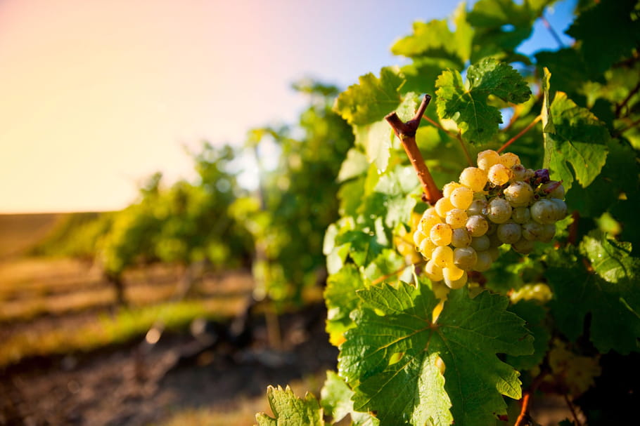 Foire aux vins du printemps : zoom sur les vins bio
