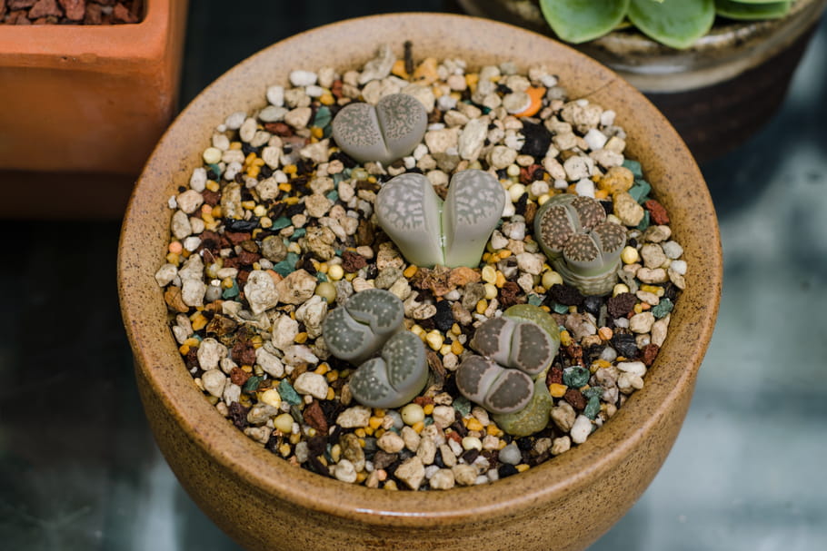 Lithops (Plante-caillou)