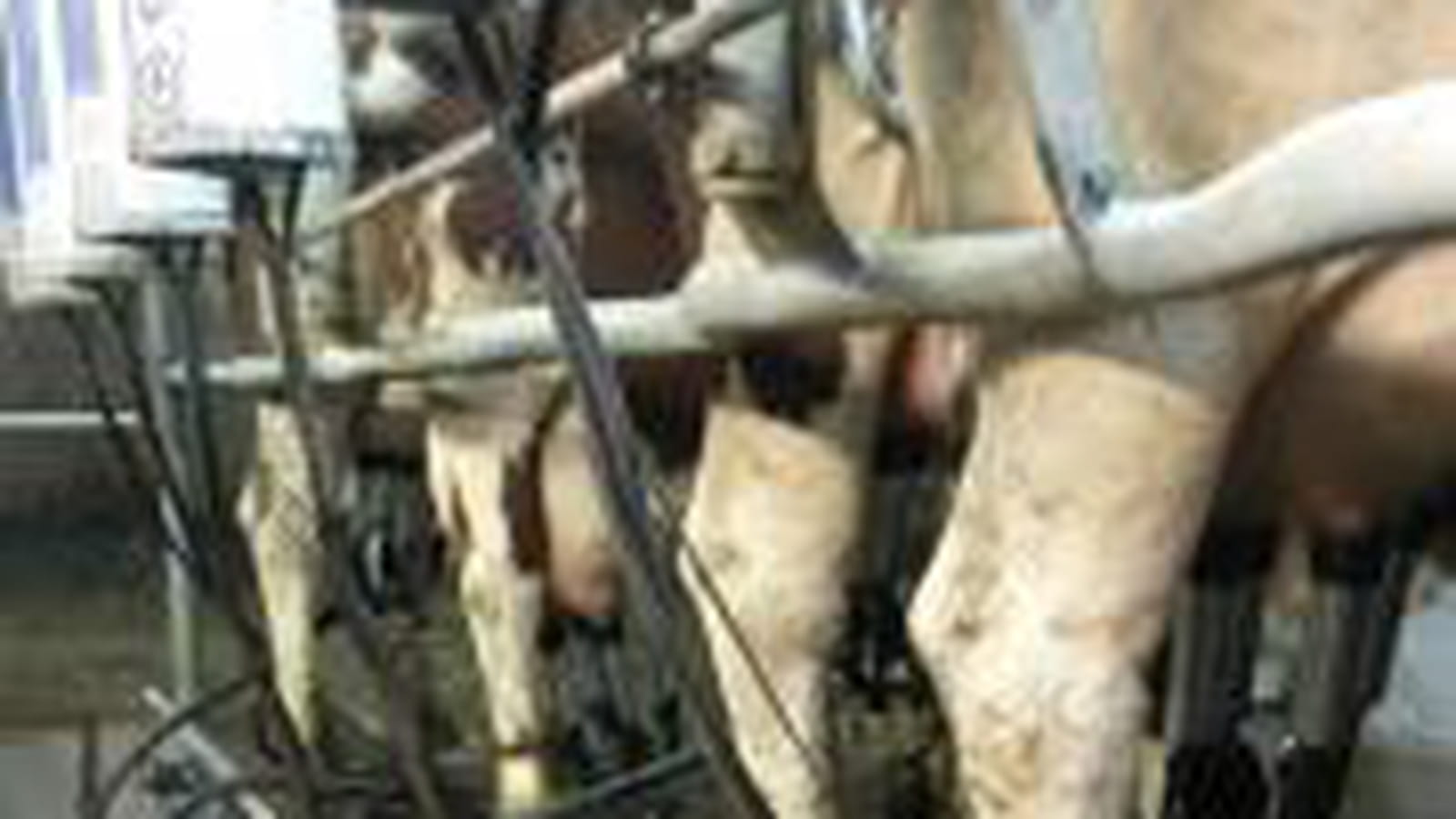 Traite des vaches