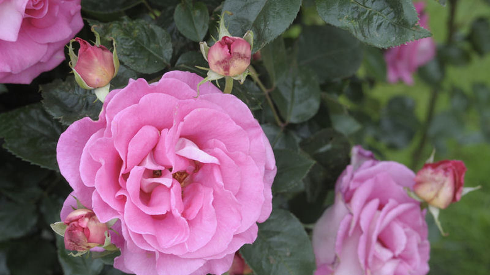 Rosier grimpant