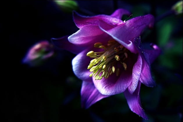 L'élégante ancolie