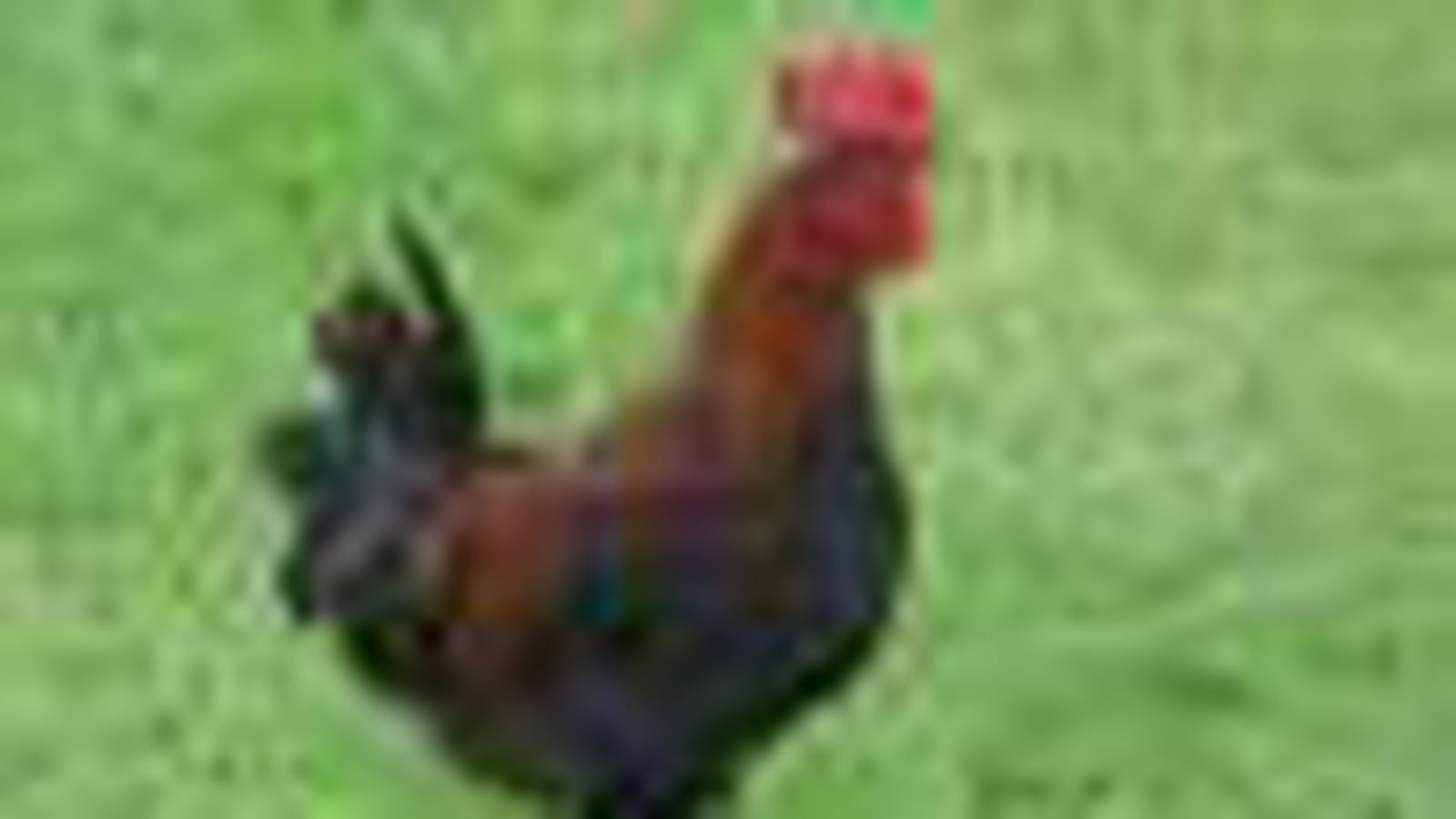 Coq