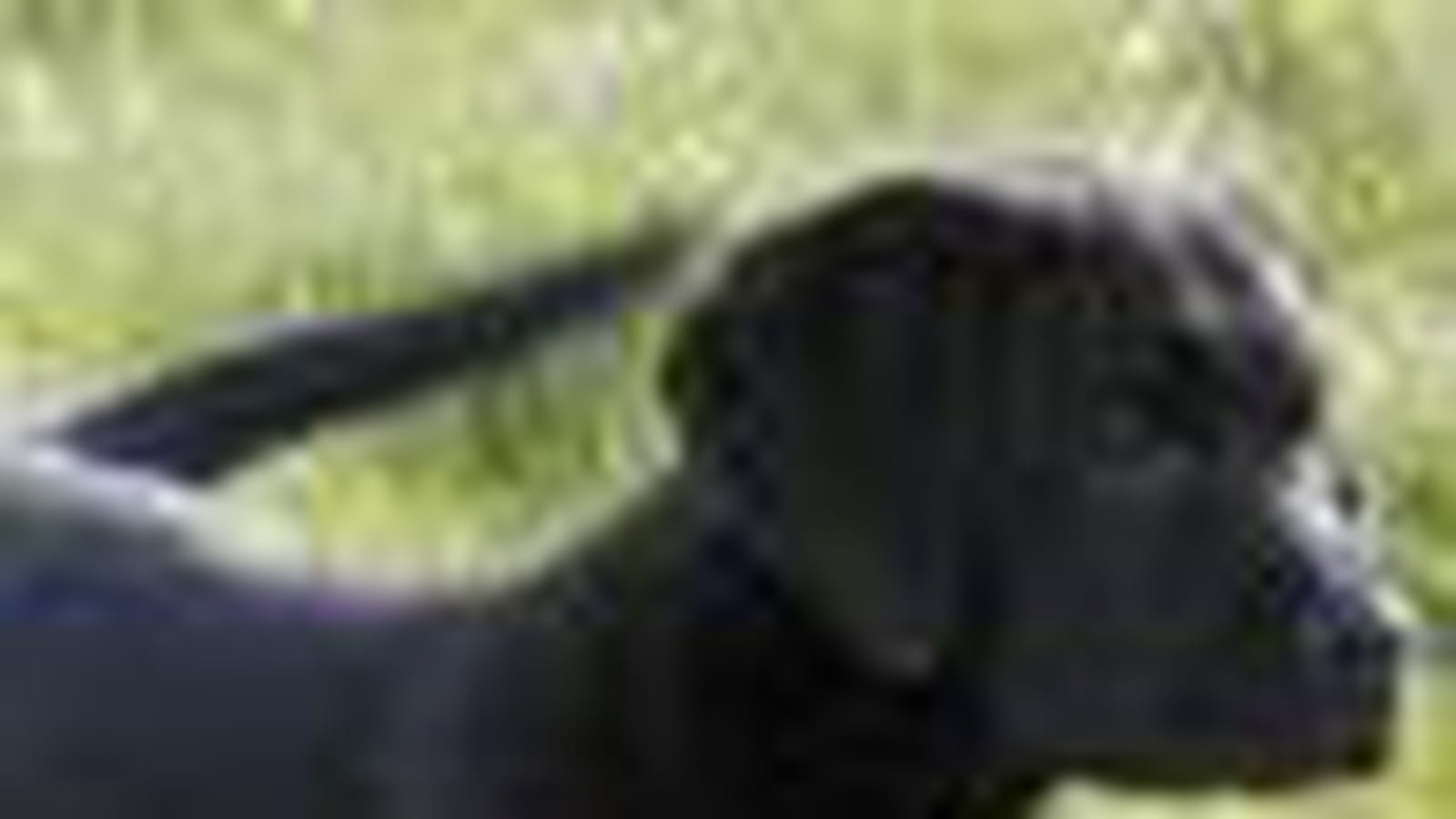 Le labrador