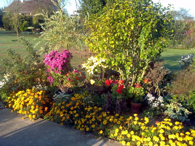 Les chrysanth&egrave;mes et asters en fleurs