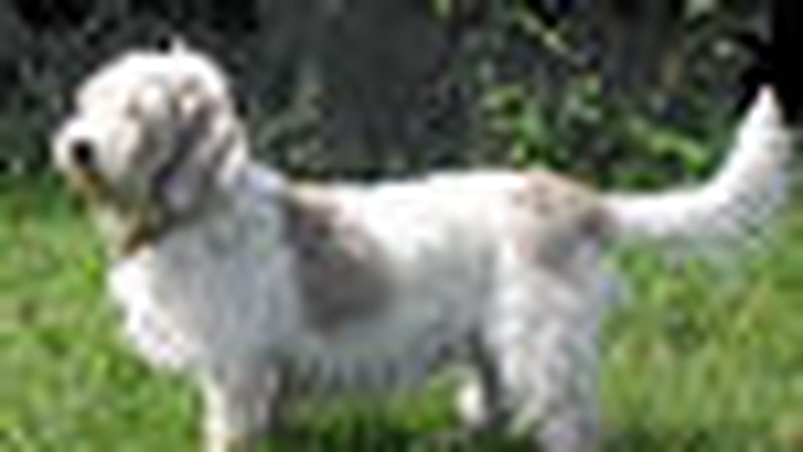 Griffon vendéen