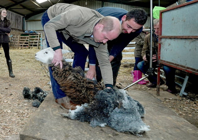 Le duc de Cambridge en train de tondre un mouton