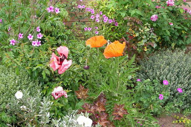 Un jardin très nature