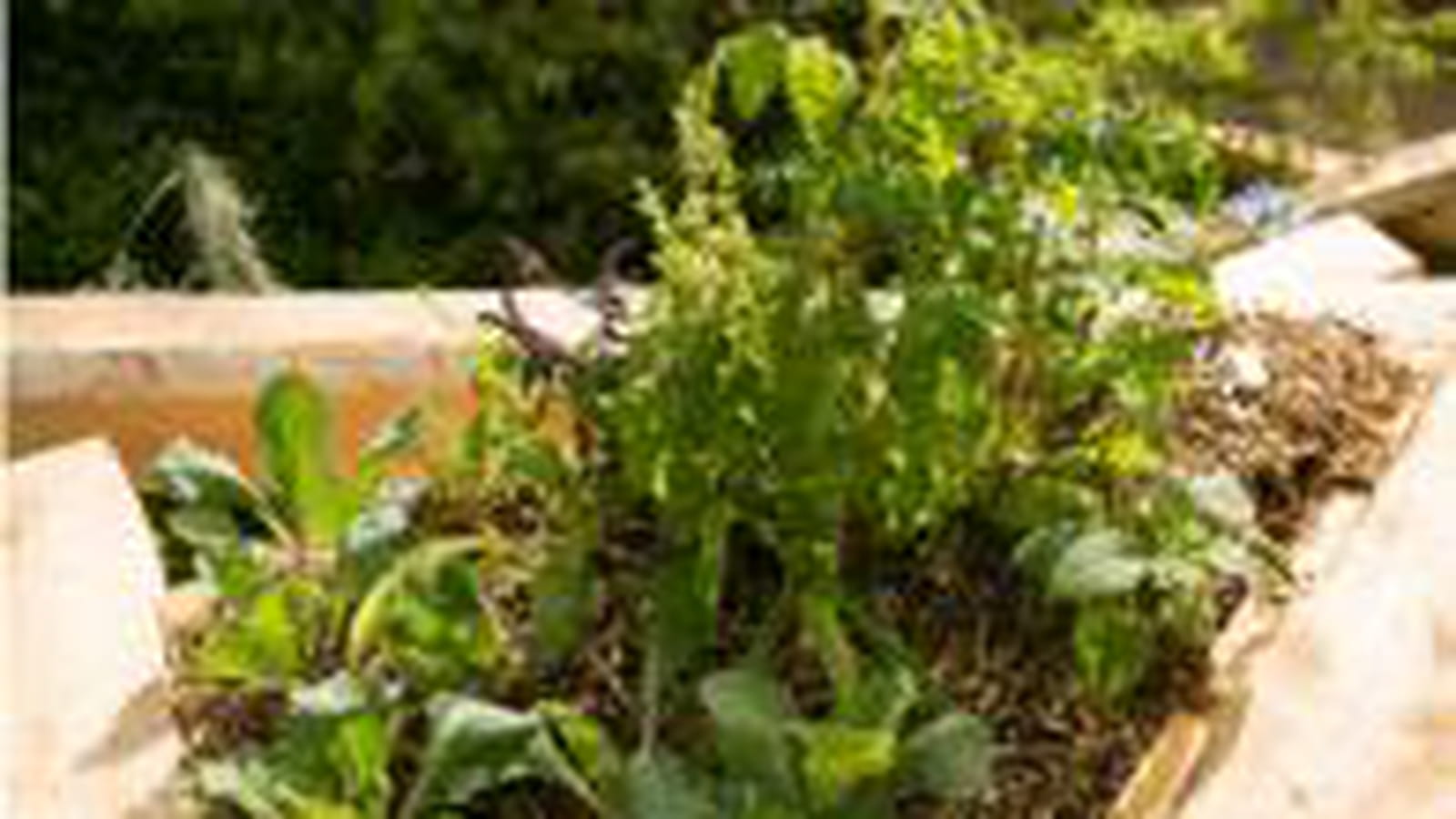 Jardin toit