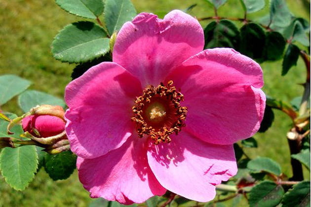 Tr&egrave;s r&eacute;pandue dans les campagnes fran&ccedil;aises