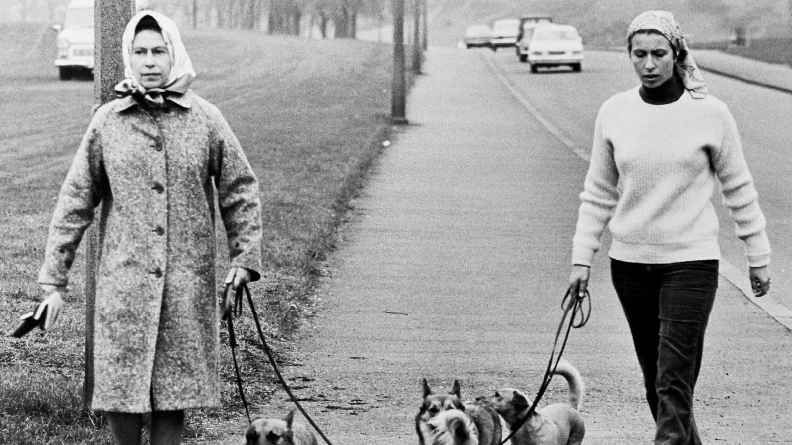 En promenade avec les chiens