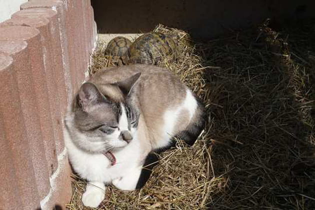 Des amies silencieuses