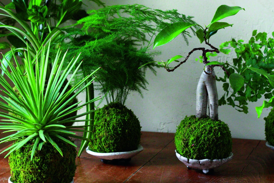 Kokedama : tout savoir sur cette jeune pousse de l'art floral japonais