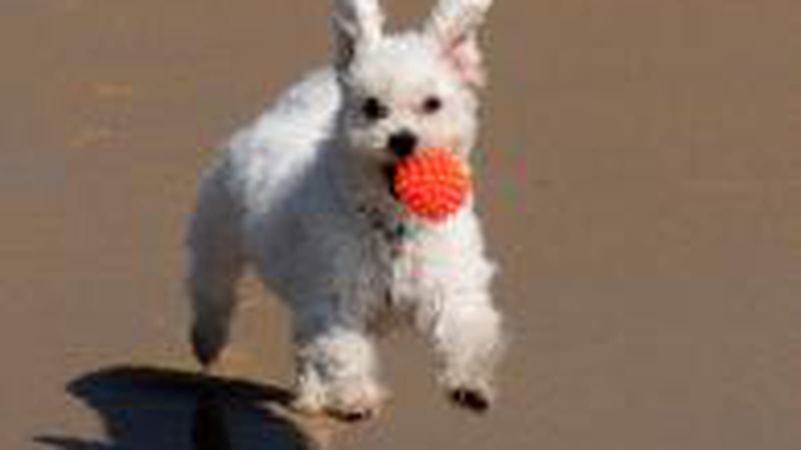 Jeux de plage