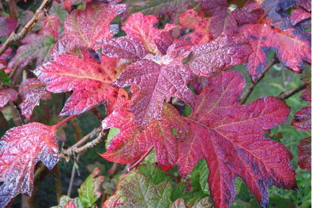 Couleurs de l'automne
