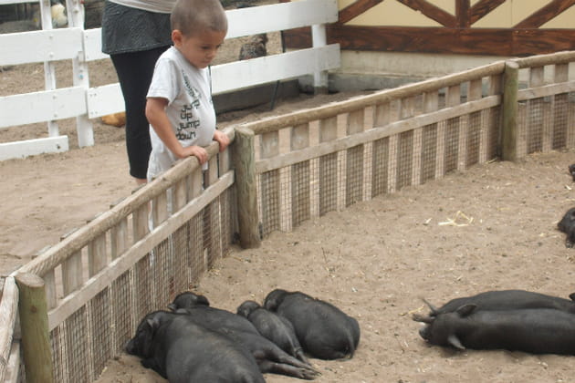 Kalvyn et les cochons