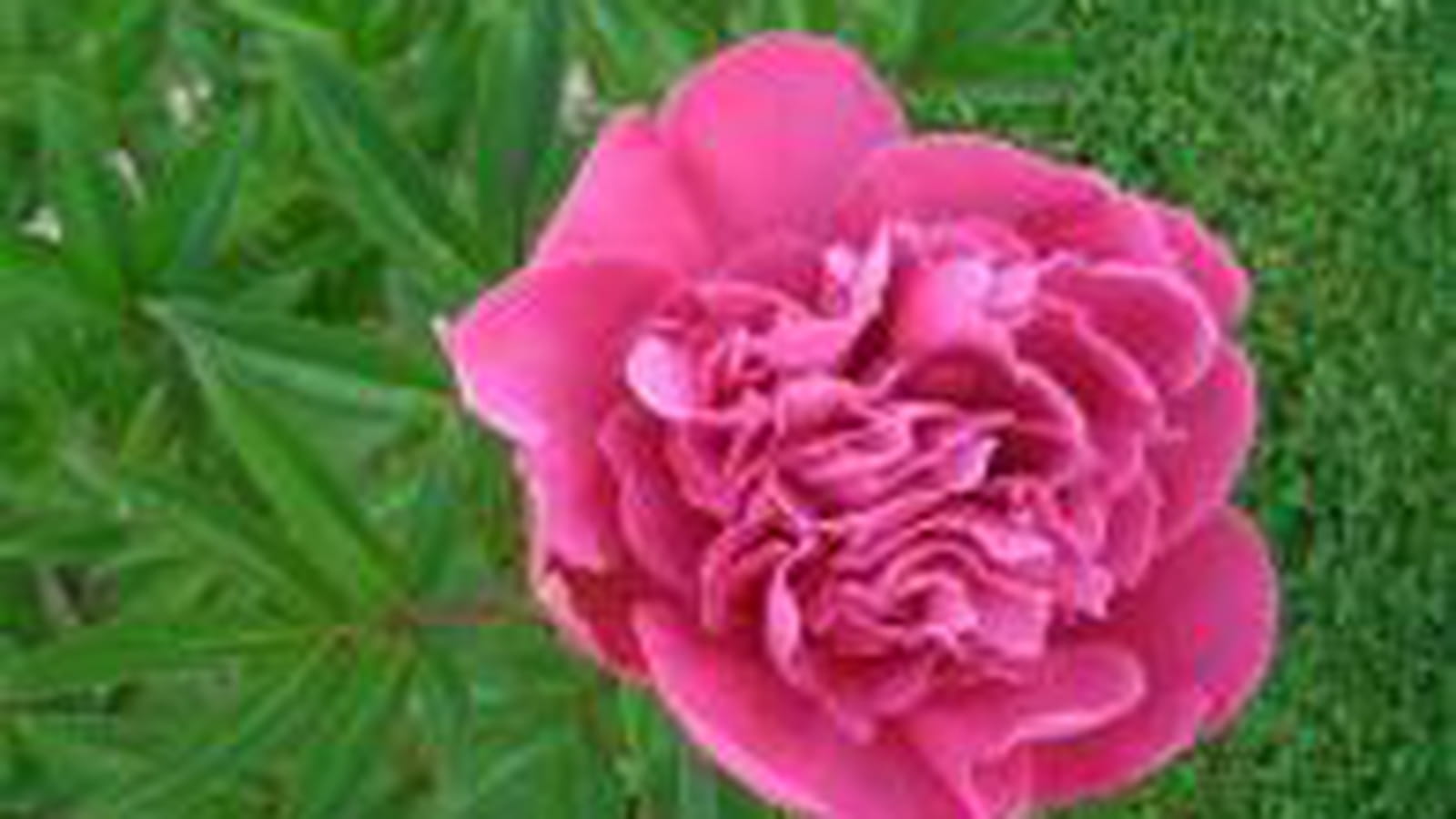Pivoine