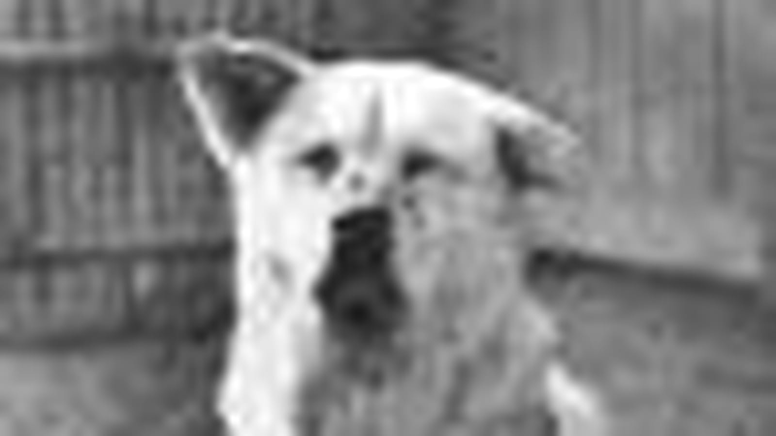 Hachi