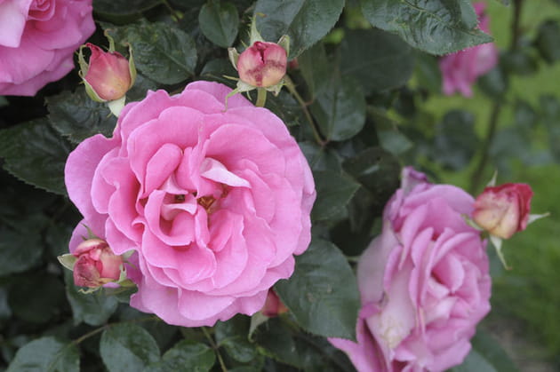 De si jolies roses récompensées !