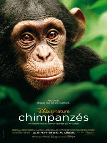 affiche chimpanzes 220