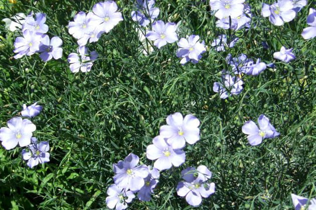 Le lin bleu souple et gracile