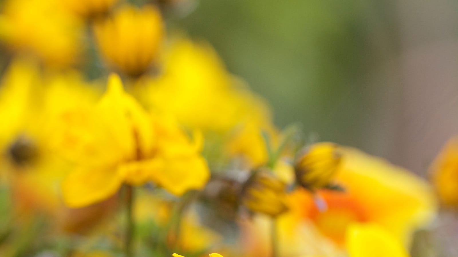 Bidens