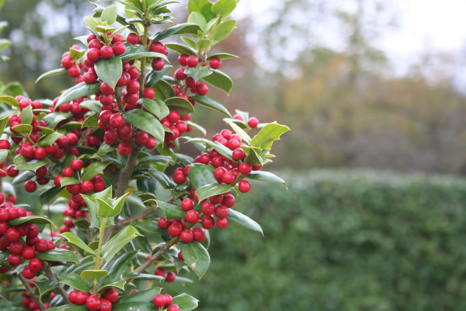Ces arbres et arbustes à baies qui vont nous réchauffer cet hiver