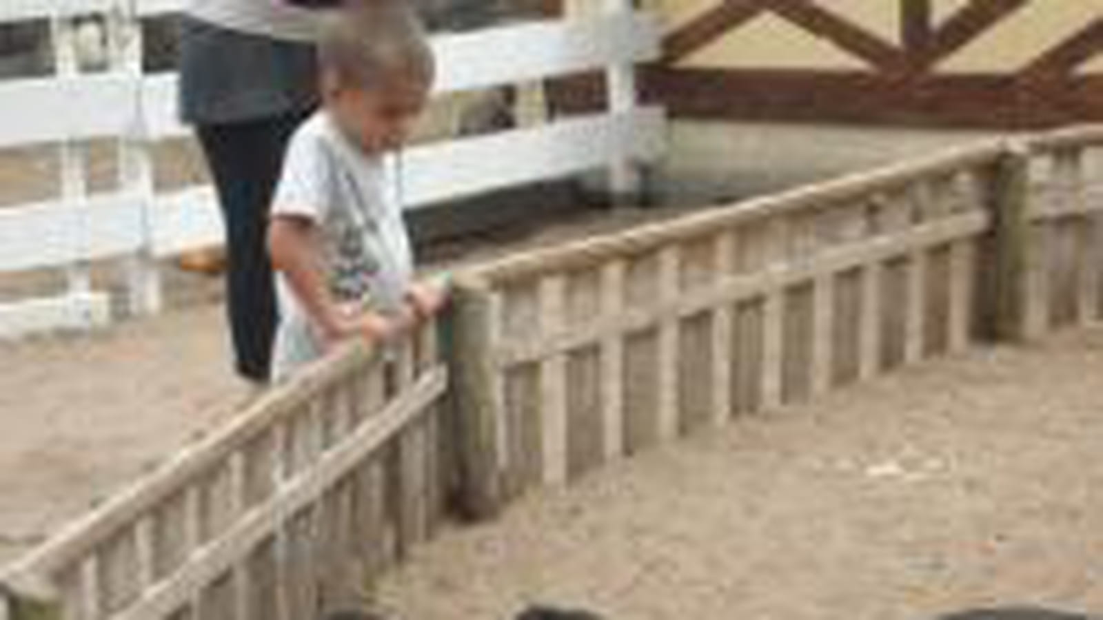 Kalvyn et les cochons