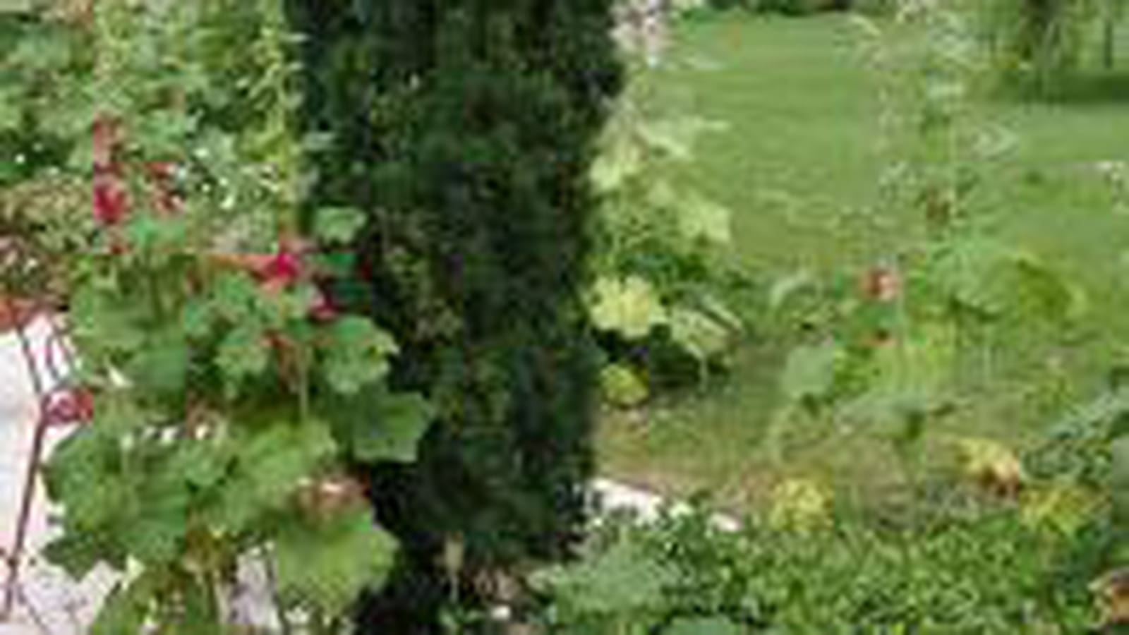 Roses trémières
