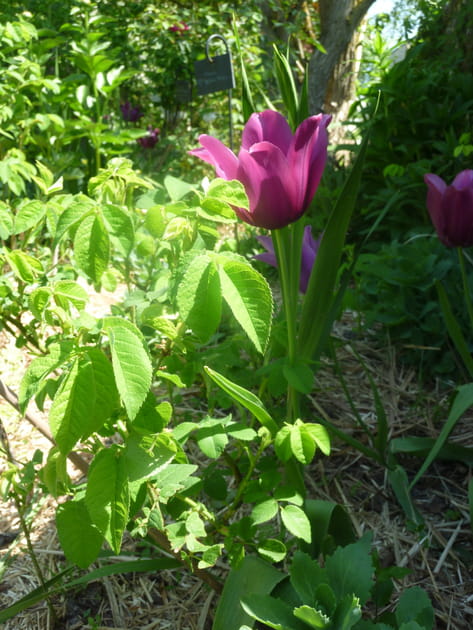 Une tulipe mauve