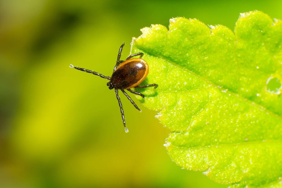 Signalement-Tique : une application pour prévenir la maladie de Lyme