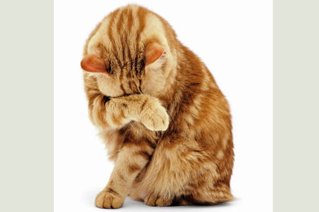 Vanille, British shorthair red tabby