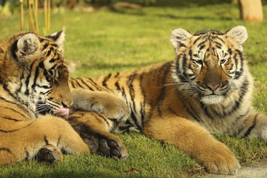 Parc Zoologique d'Amnéville : horaires, tarifs, nouveautés 2017