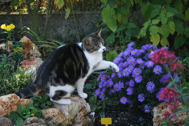 Un vrai Loukoum ce chat&nbsp;!