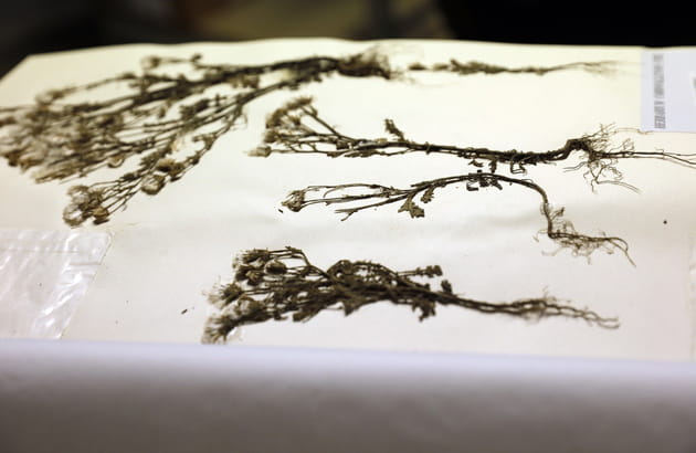 Des herbiers mondialement connus