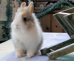 lapin nain