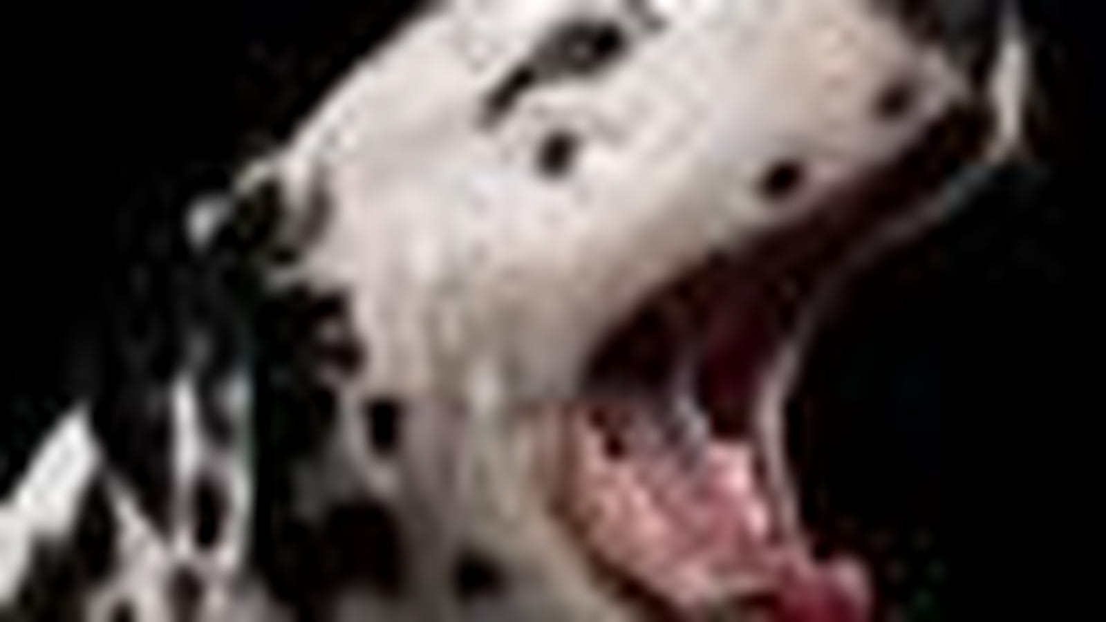 Dalmatien