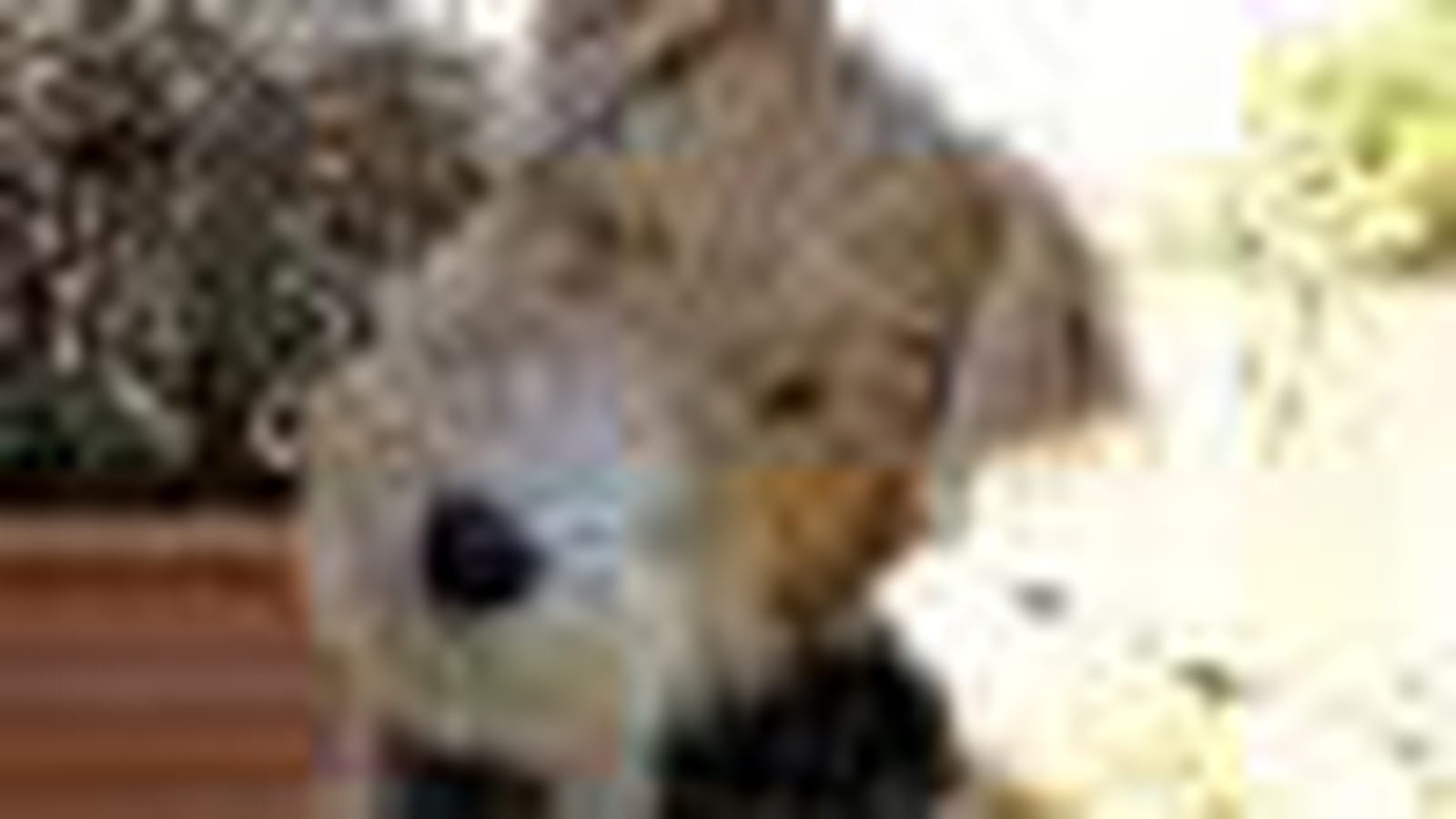 Le Fox terrier