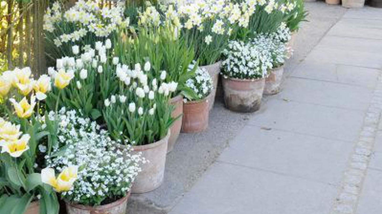 Allée de fleurs