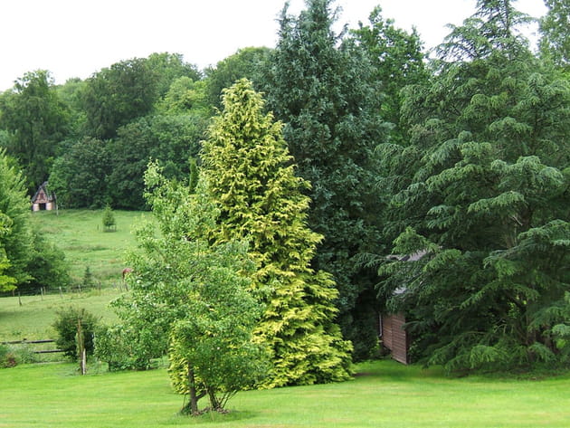 Cama&iuml;eu de vert
