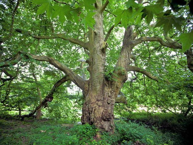 platane cr+â®dit benoitdautelle 4