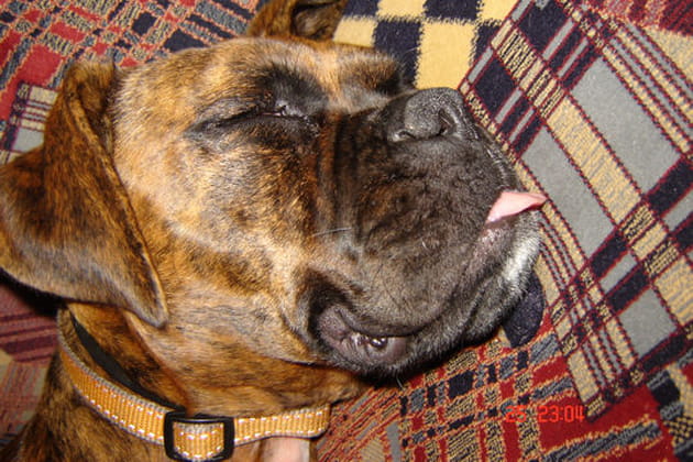 Dana, un peu asociable